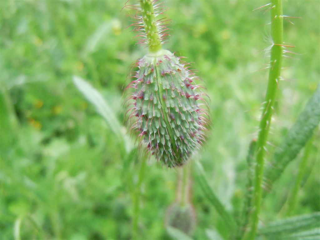 Papaver rhoeas / Papavero comune